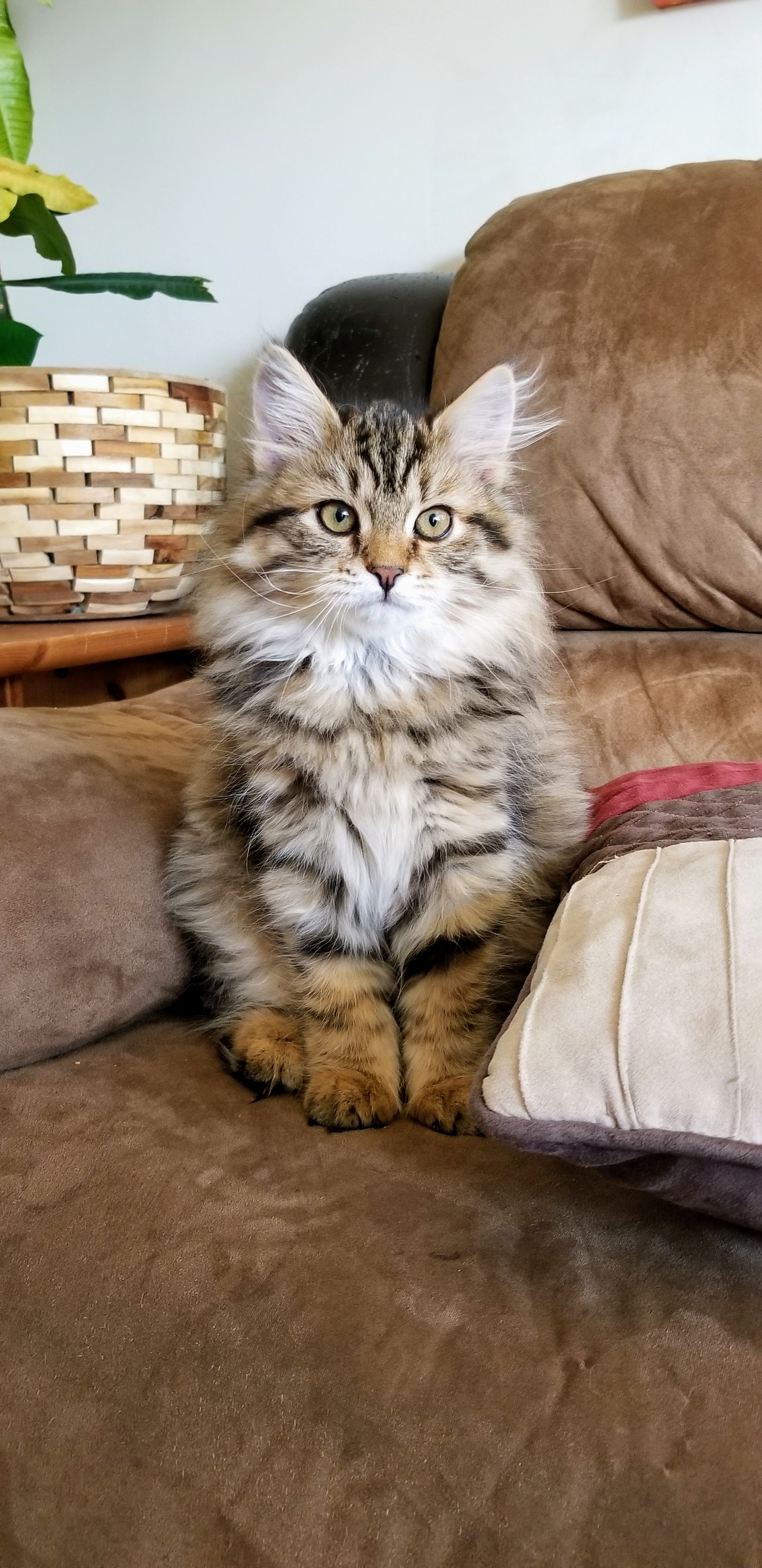 Bella