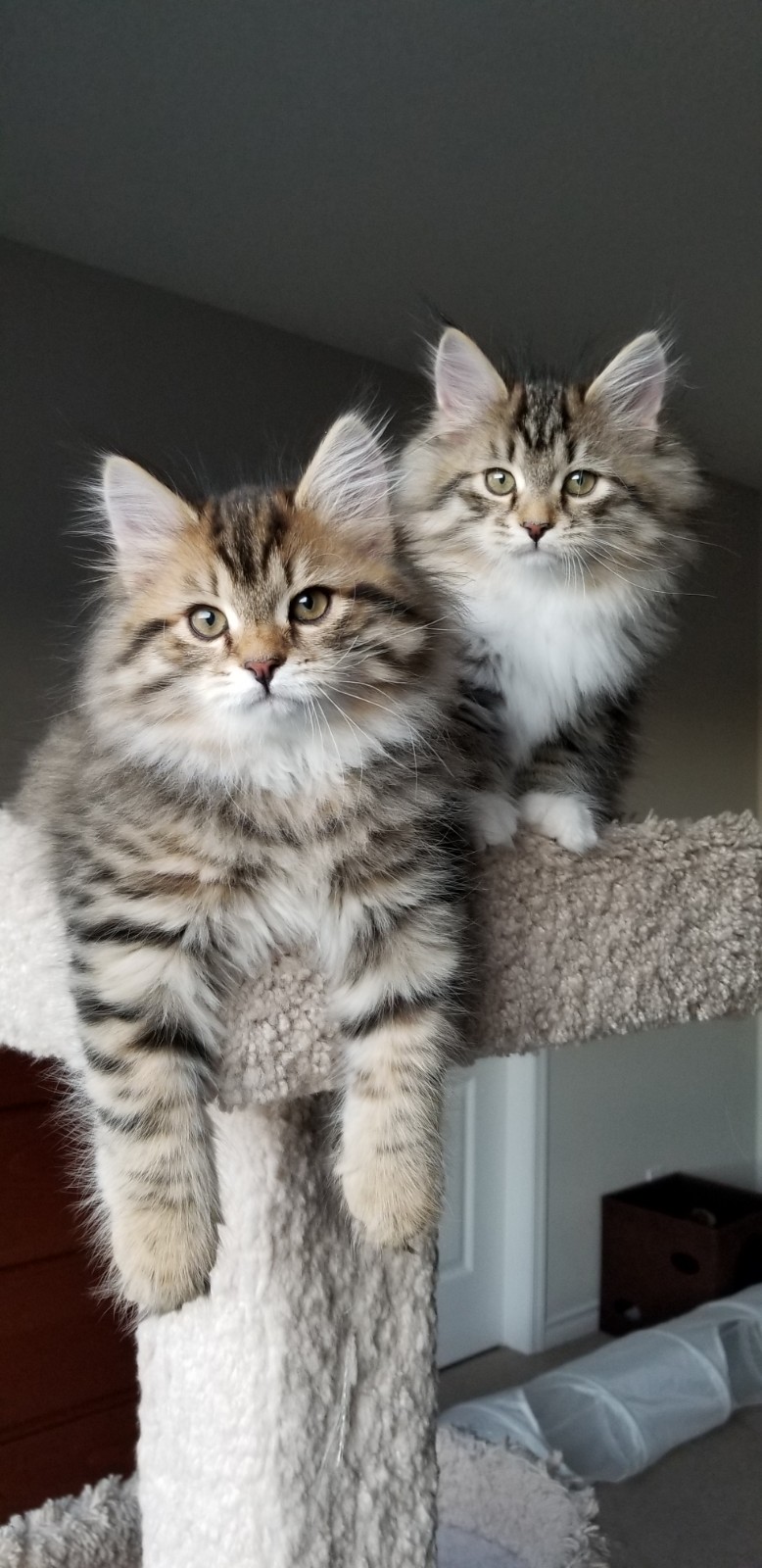 Isabella, a Siberian queen, with one of her kittens