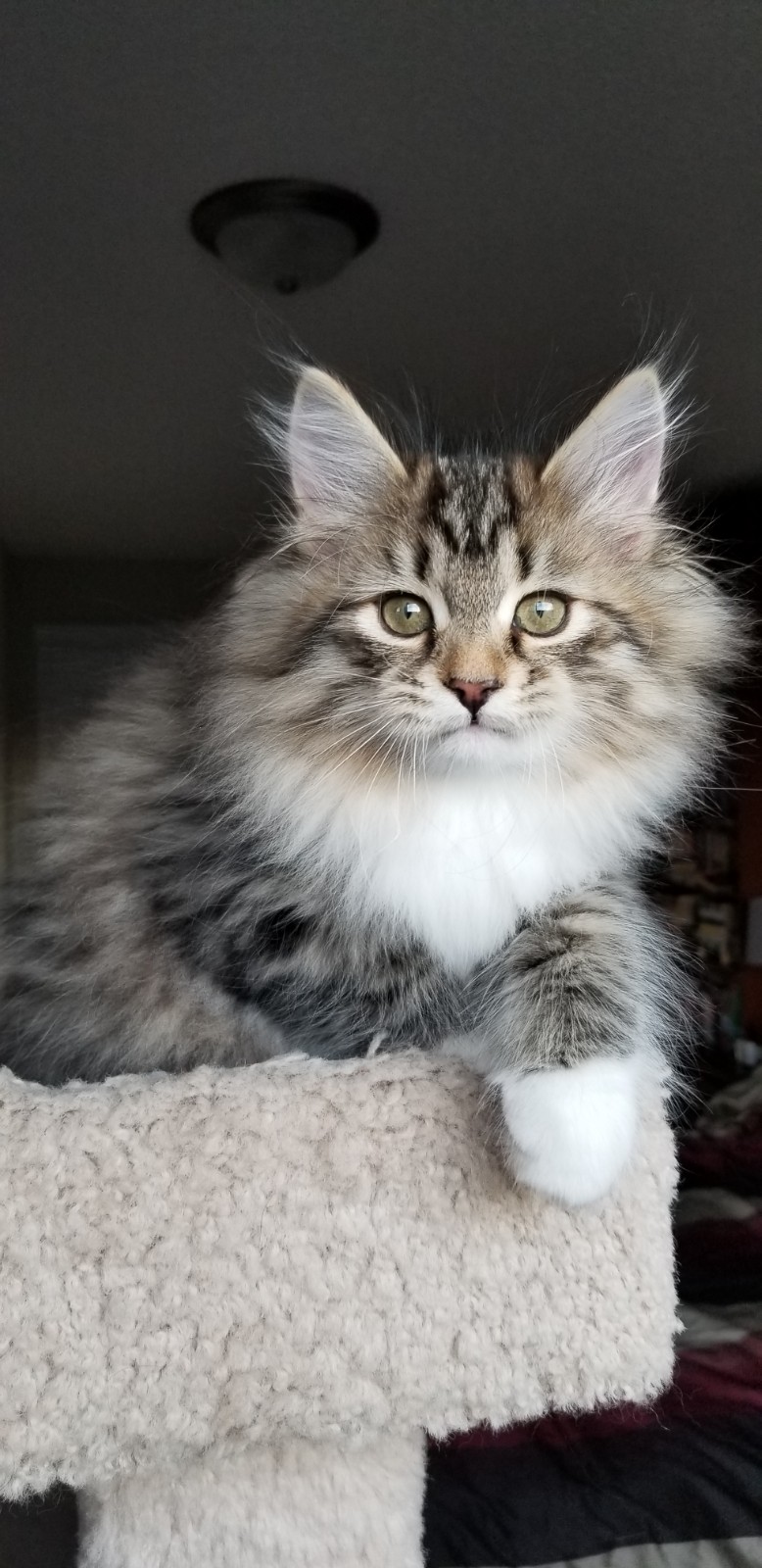Fluffy young Siberian draped over a cat tree, alert eyes on the camera