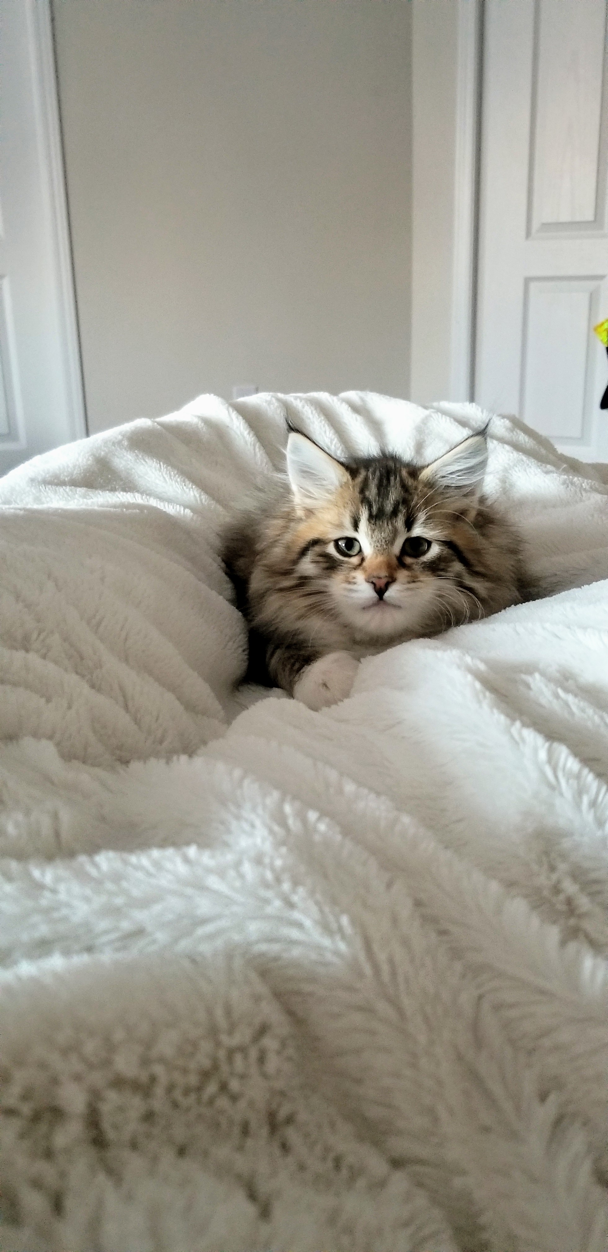 Brown tabby kitten nestled in a white blanket