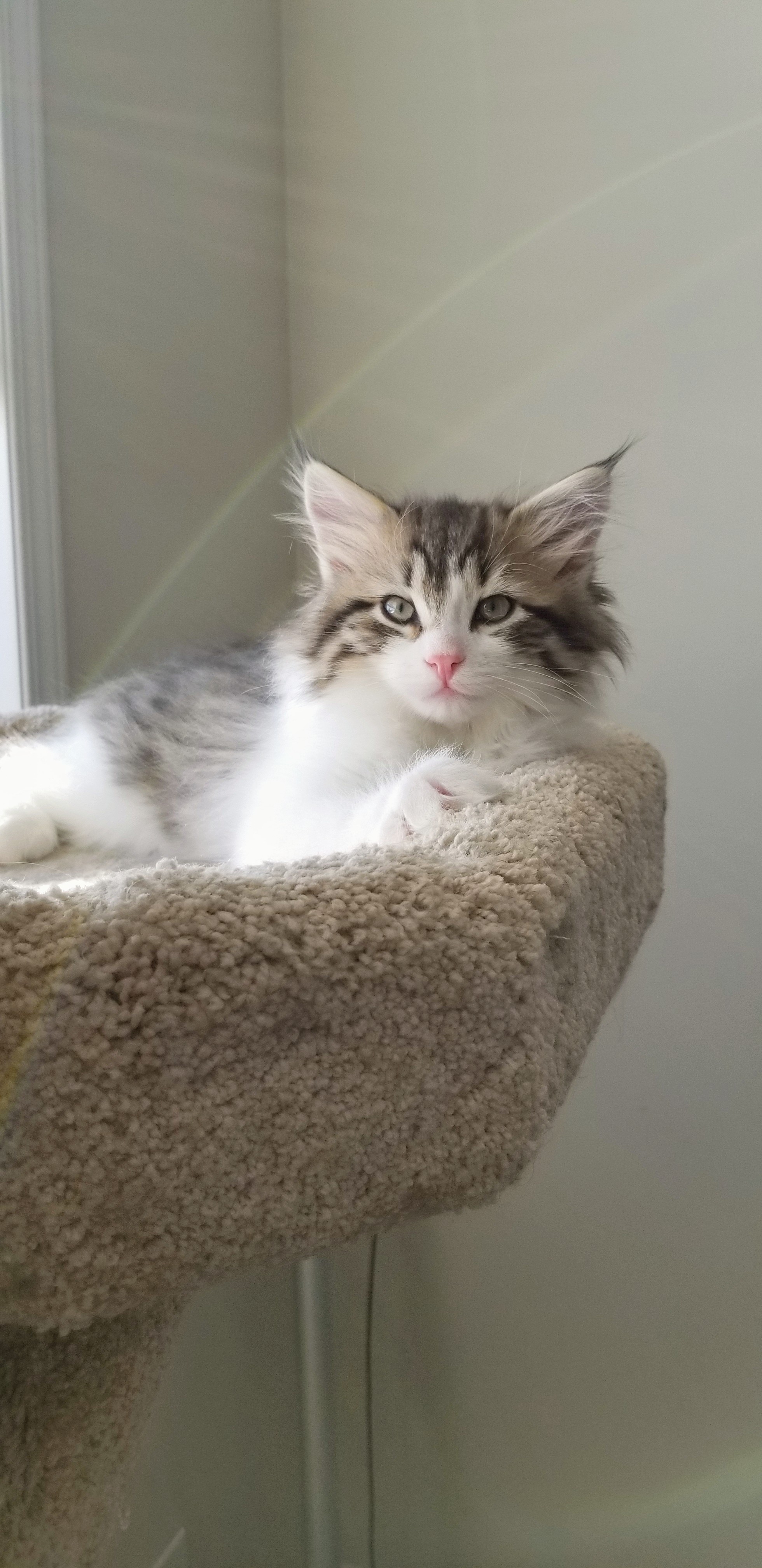 What you need before bringing a kitten home
