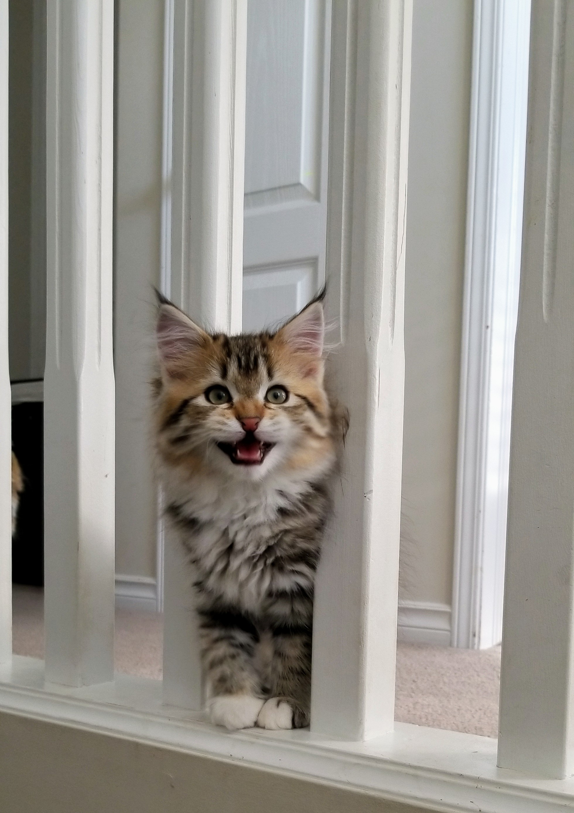 How to prepare for a kitten