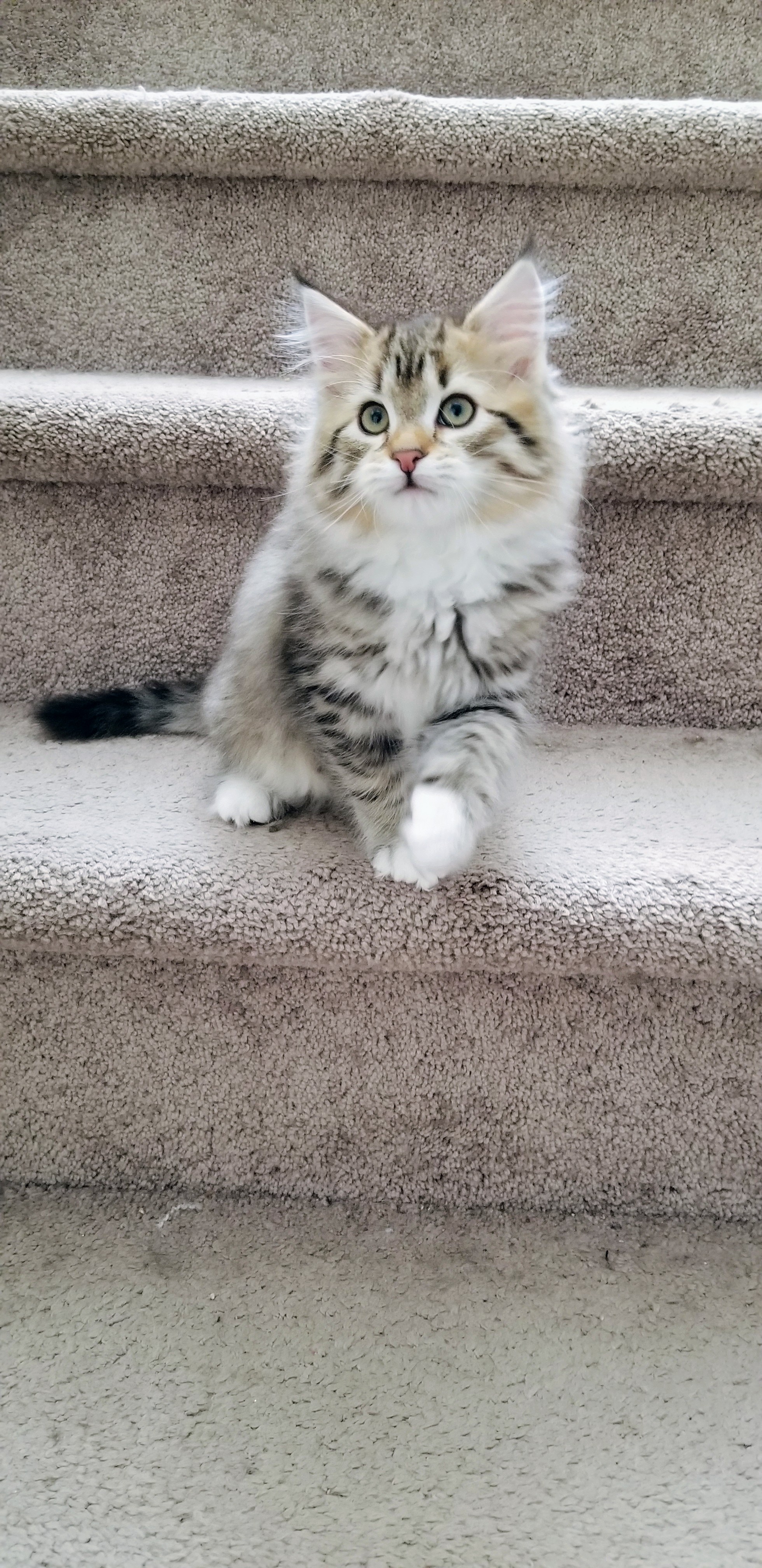 Brown tabby kitten sitting upright on carpeted stairs