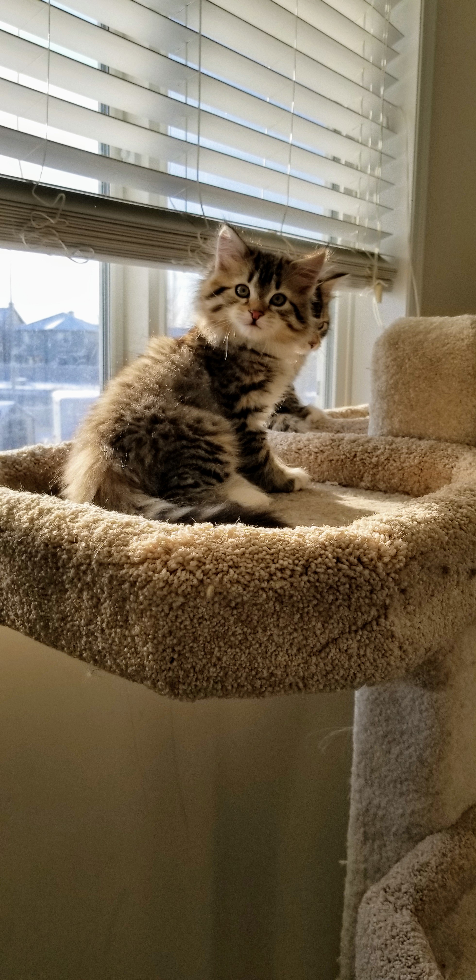 3 steps to find a Siberian cat breeder