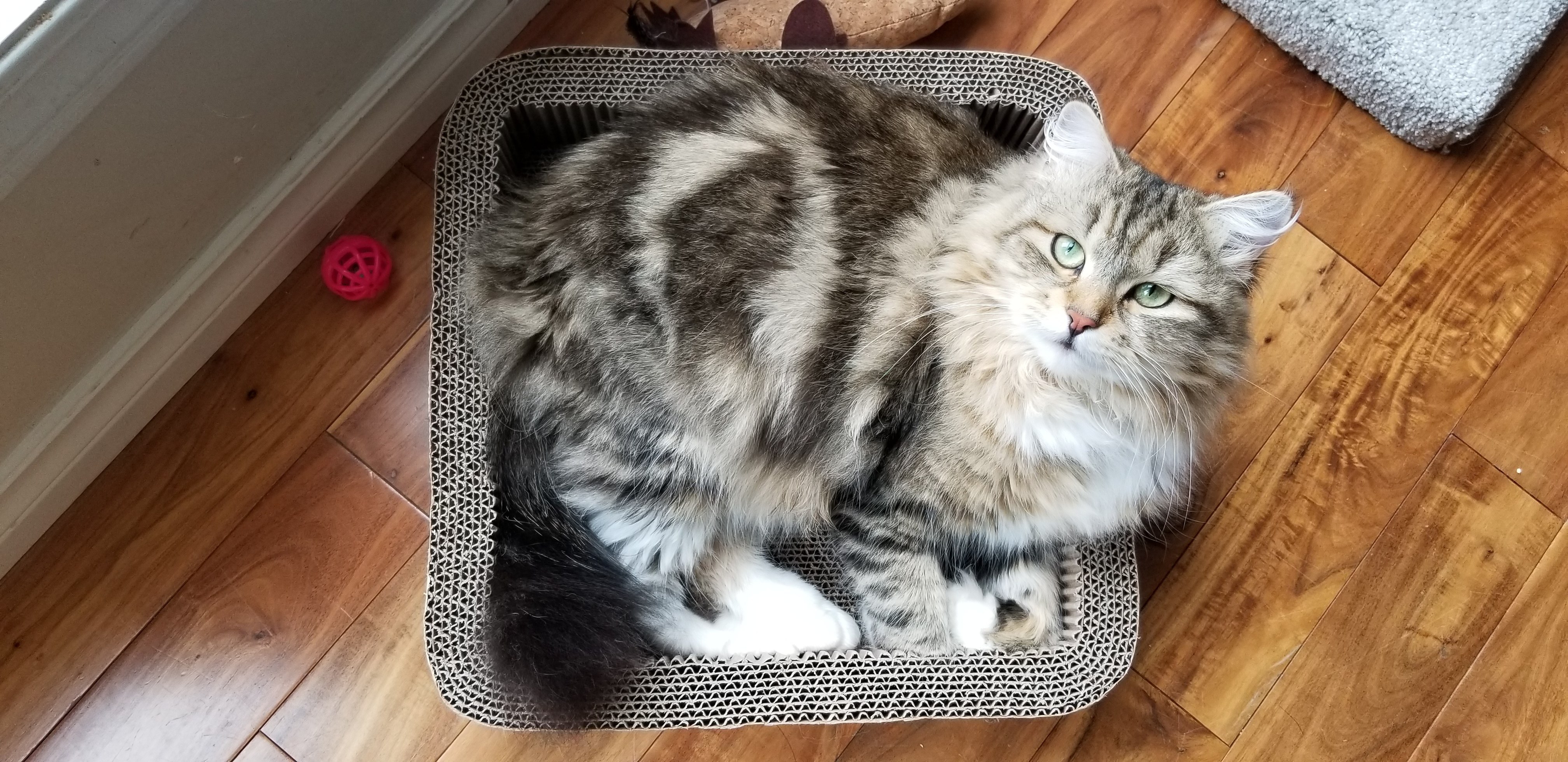 Kira