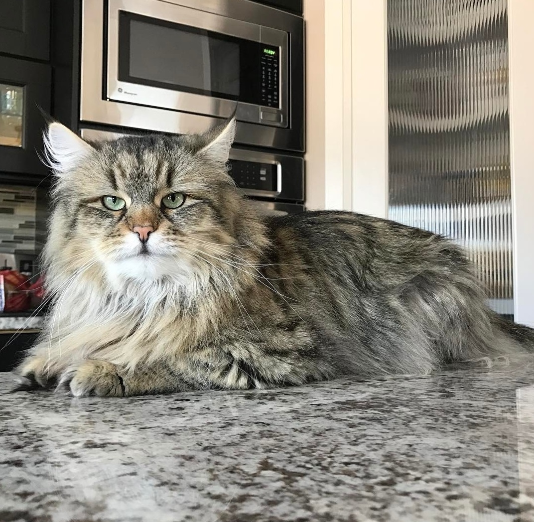 3 steps to find a Siberian cat breeder
