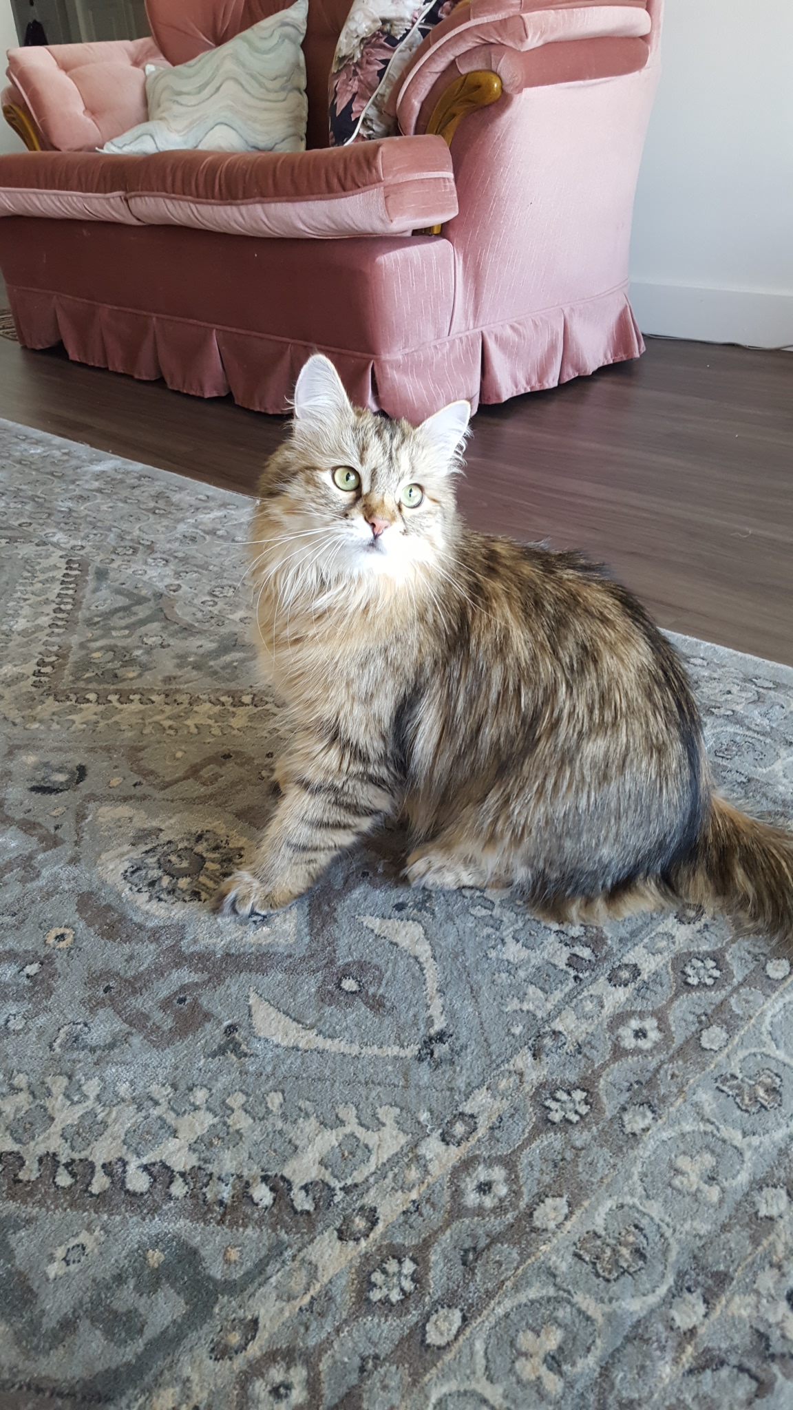 Adult brown tabby Siberian on a patterned rug, pink velvet chair behind