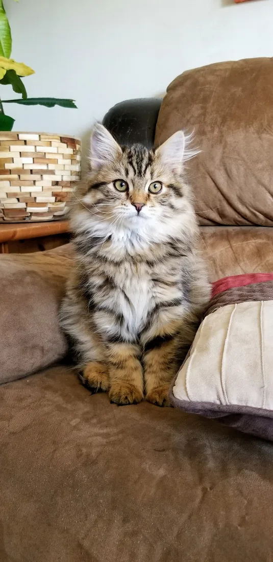 Bella