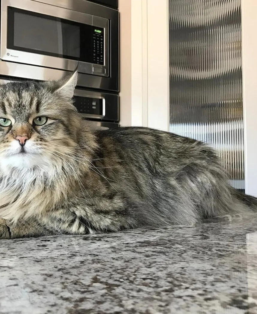 Lexie