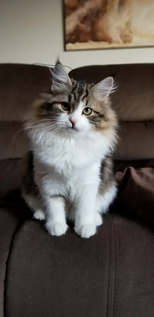 Maya