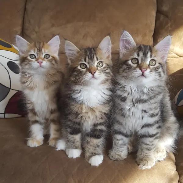 A Siberian kitten raised at Siberian Tale
