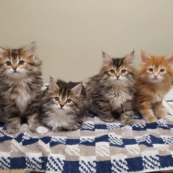 A Siberian kitten raised at Siberian Tale