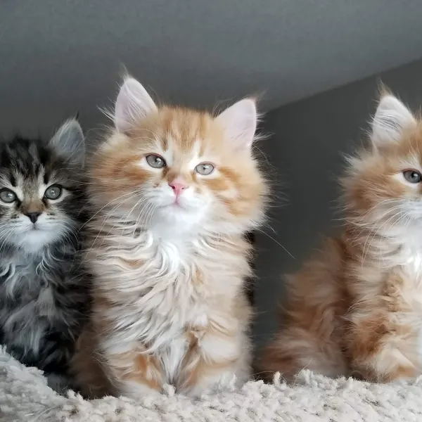 A Siberian kitten raised at Siberian Tale