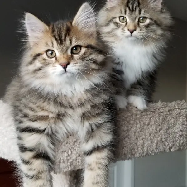A Siberian kitten raised at Siberian Tale