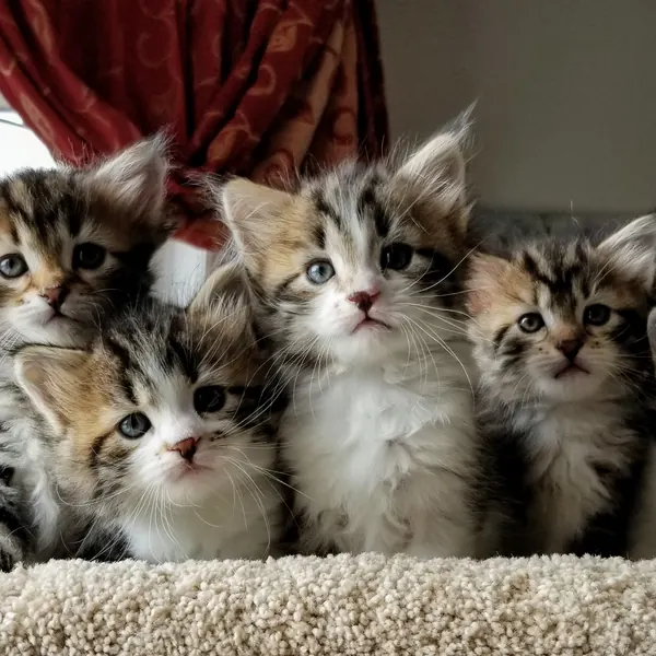 A Siberian kitten raised at Siberian Tale