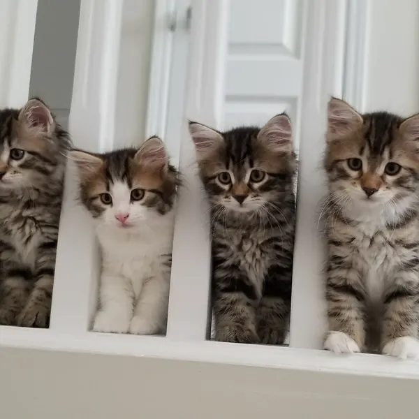 A Siberian kitten raised at Siberian Tale