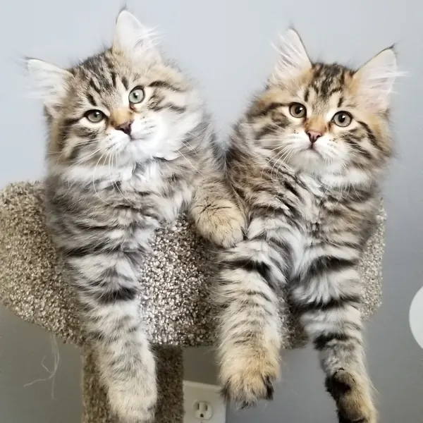 A Siberian kitten raised at Siberian Tale
