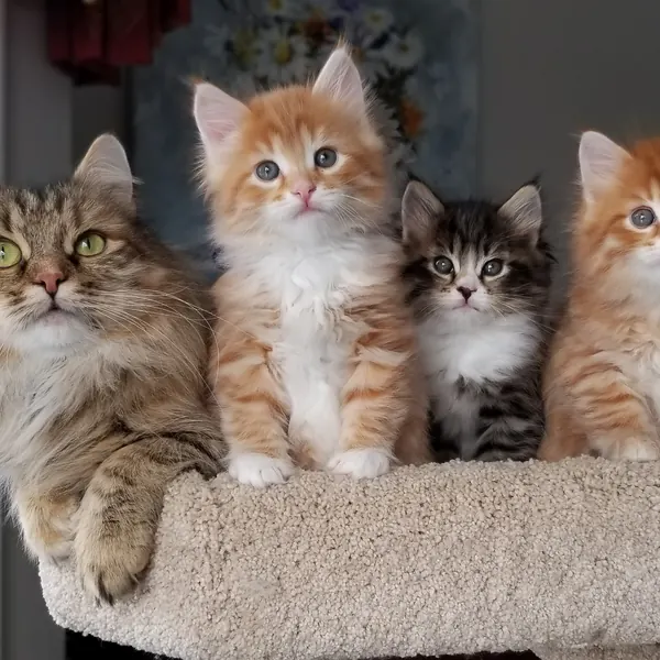A Siberian kitten raised at Siberian Tale