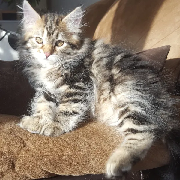 A Siberian kitten raised at Siberian Tale