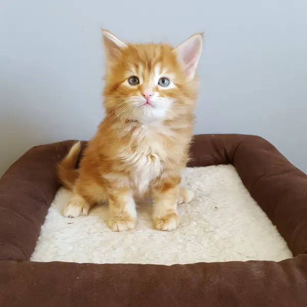 A Siberian kitten raised at Siberian Tale