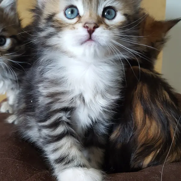 A Siberian kitten raised at Siberian Tale