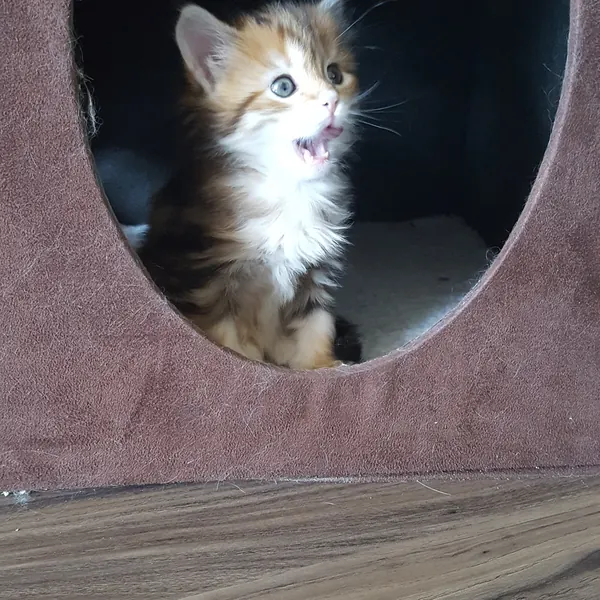 A Siberian kitten raised at Siberian Tale