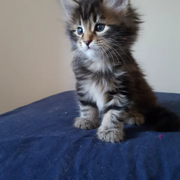 A Siberian kitten raised at Siberian Tale