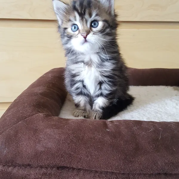 A Siberian kitten raised at Siberian Tale