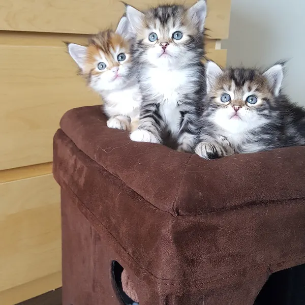 A Siberian kitten raised at Siberian Tale