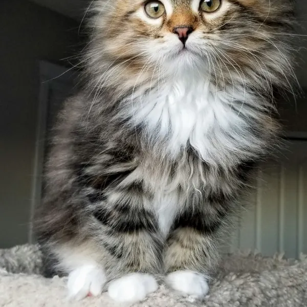 A Siberian kitten raised at Siberian Tale
