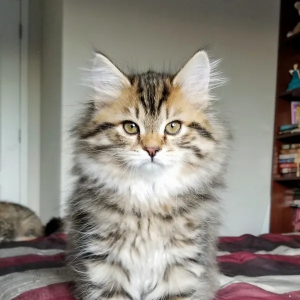 A Siberian kitten raised at Siberian Tale