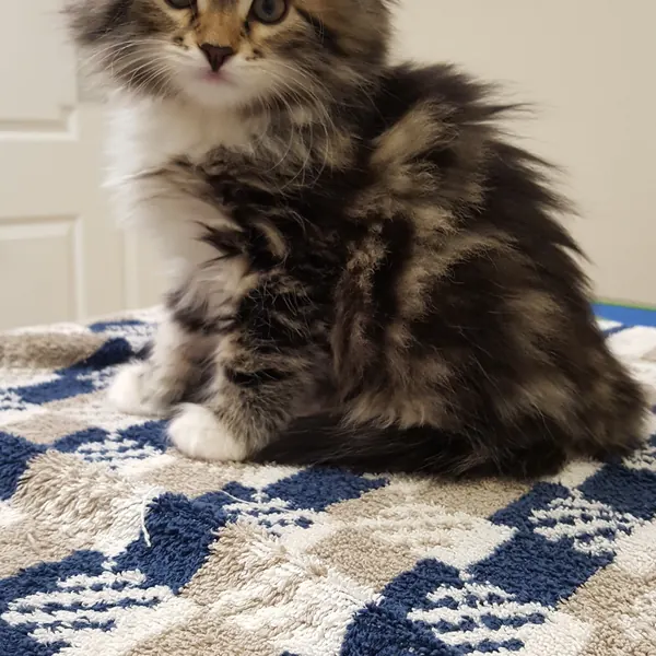 A Siberian kitten raised at Siberian Tale