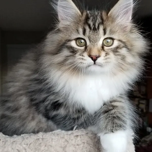 A Siberian kitten raised at Siberian Tale