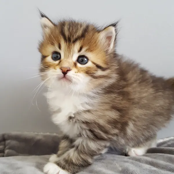 A Siberian kitten raised at Siberian Tale