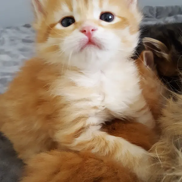 A Siberian kitten raised at Siberian Tale