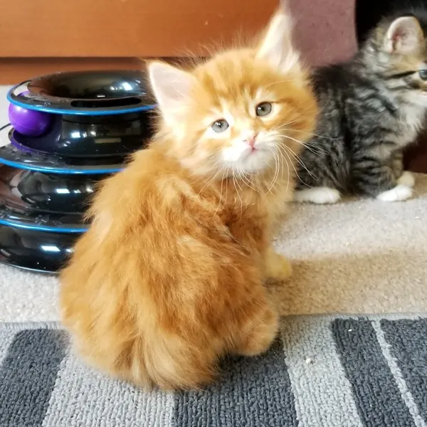 A Siberian kitten raised at Siberian Tale