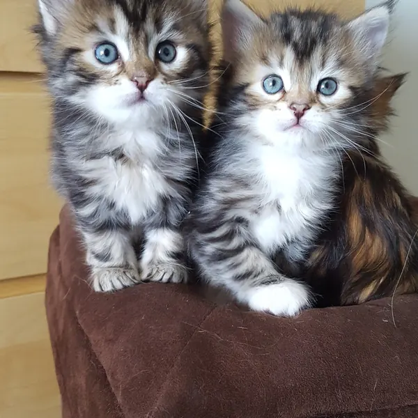 A Siberian kitten raised at Siberian Tale