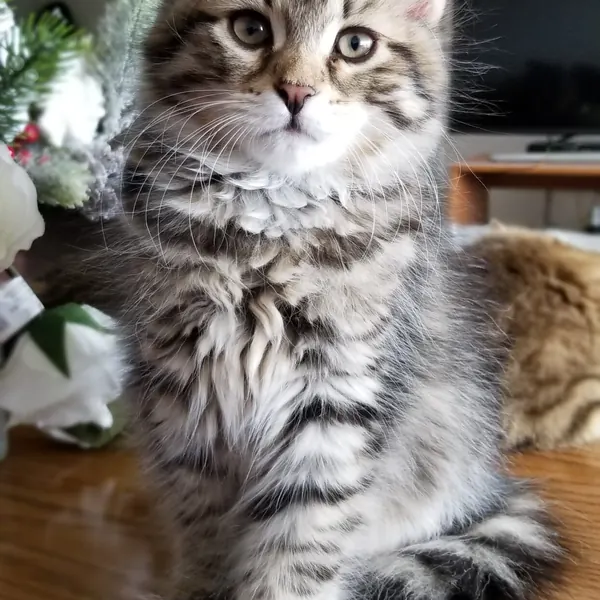 A Siberian kitten raised at Siberian Tale
