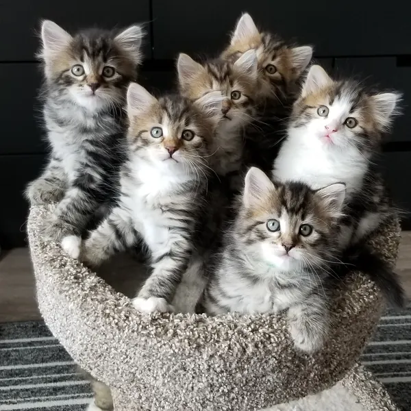 A Siberian kitten raised at Siberian Tale
