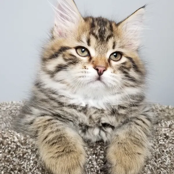 A Siberian kitten raised at Siberian Tale