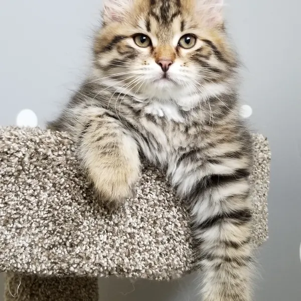 A Siberian kitten raised at Siberian Tale