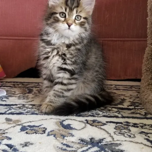 A Siberian kitten raised at Siberian Tale