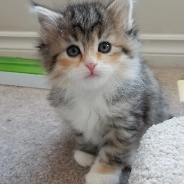 A Siberian kitten raised at Siberian Tale