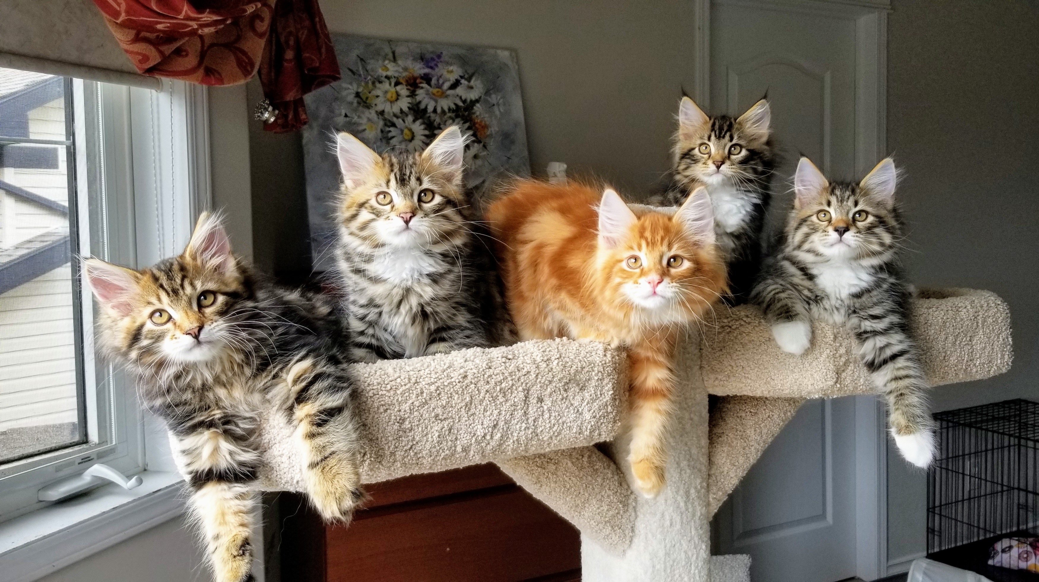 Five Siberian kittens lined up on a cat-tree perch by a window