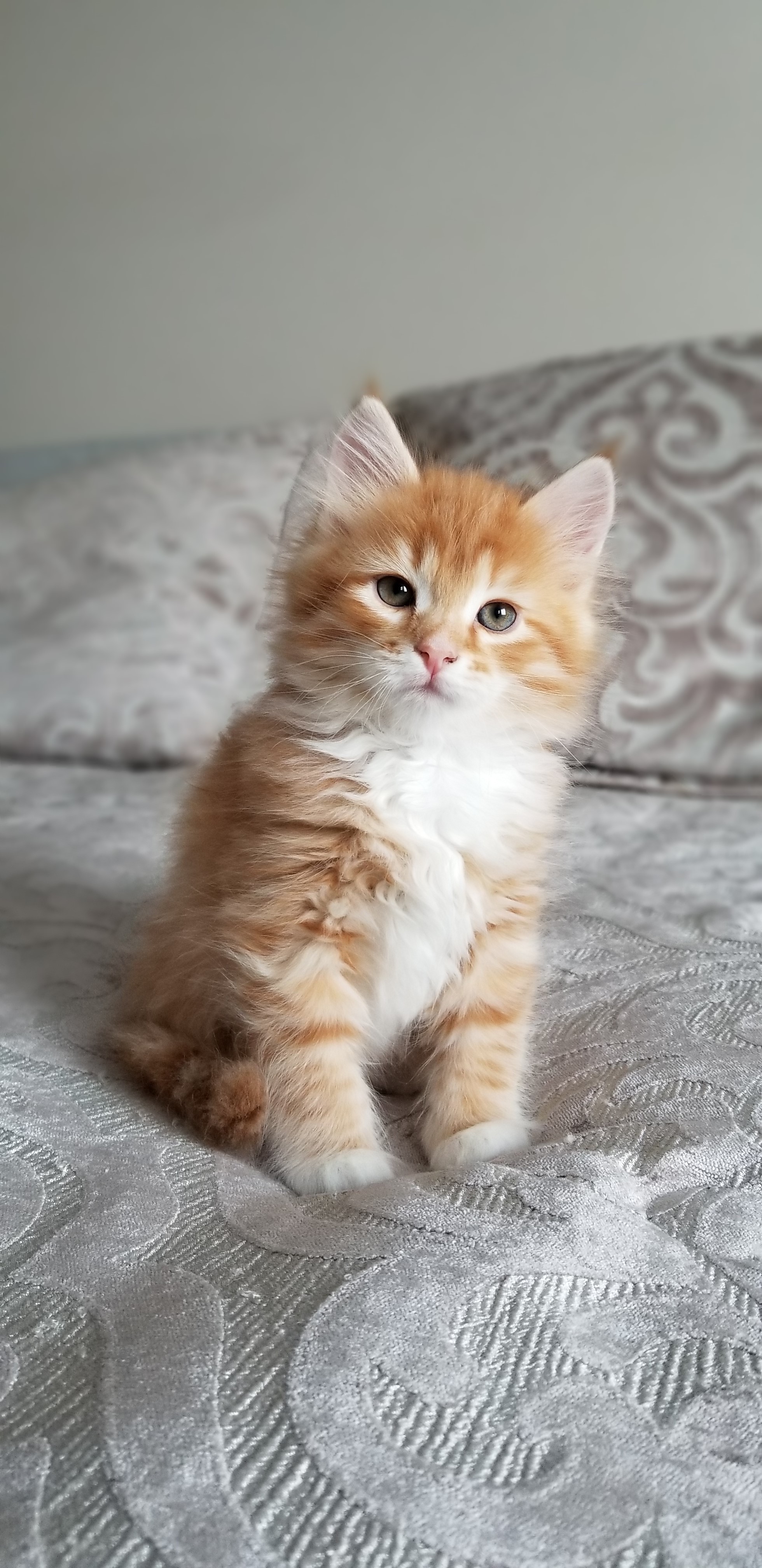Red tabby kitten with a tilted head and curious eyes, sitting on a grey bedspread