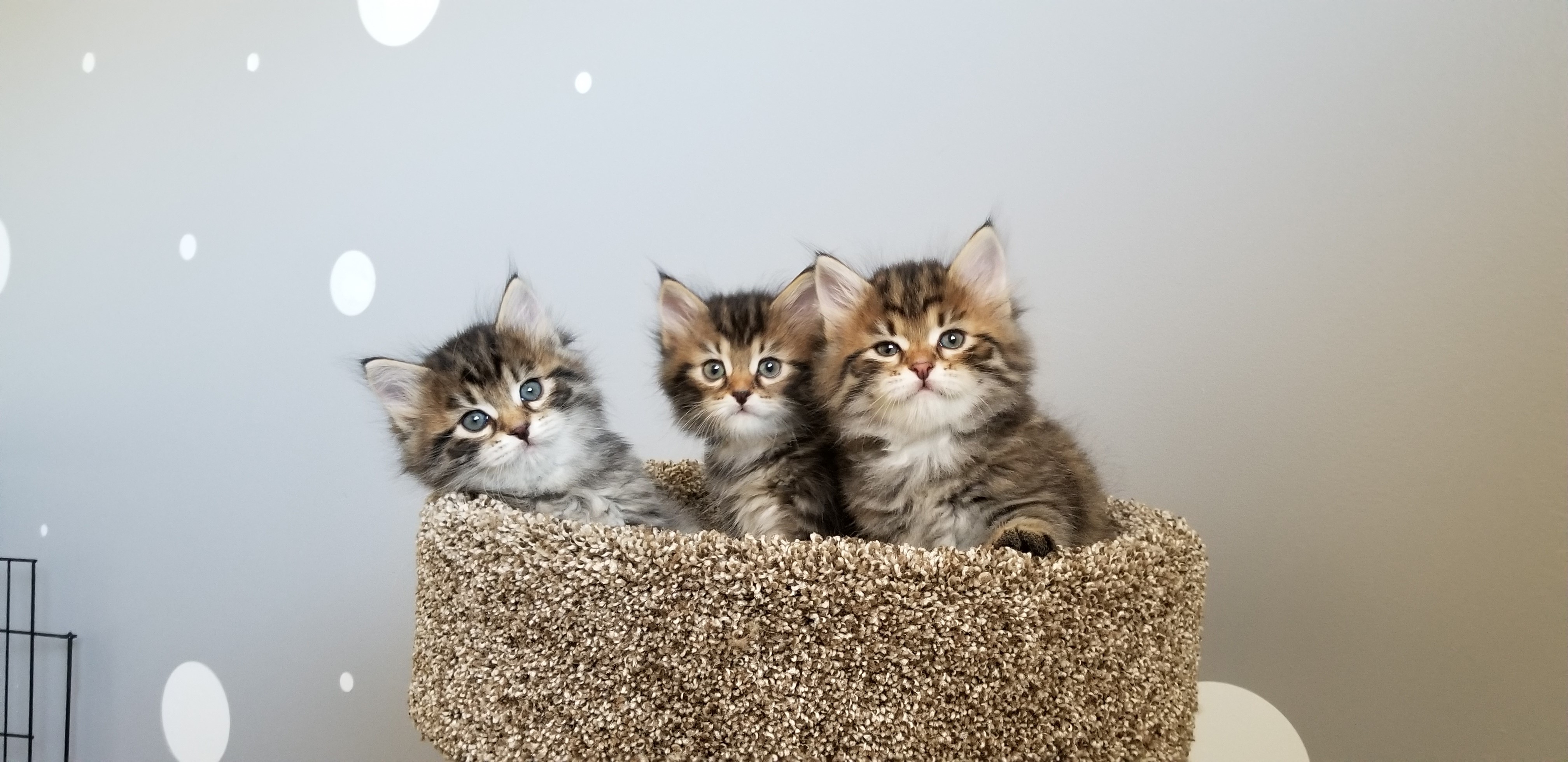 Three Siberian kittens sitting in a fluffy basket