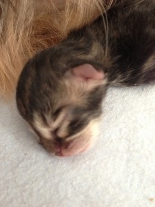 Newborn2