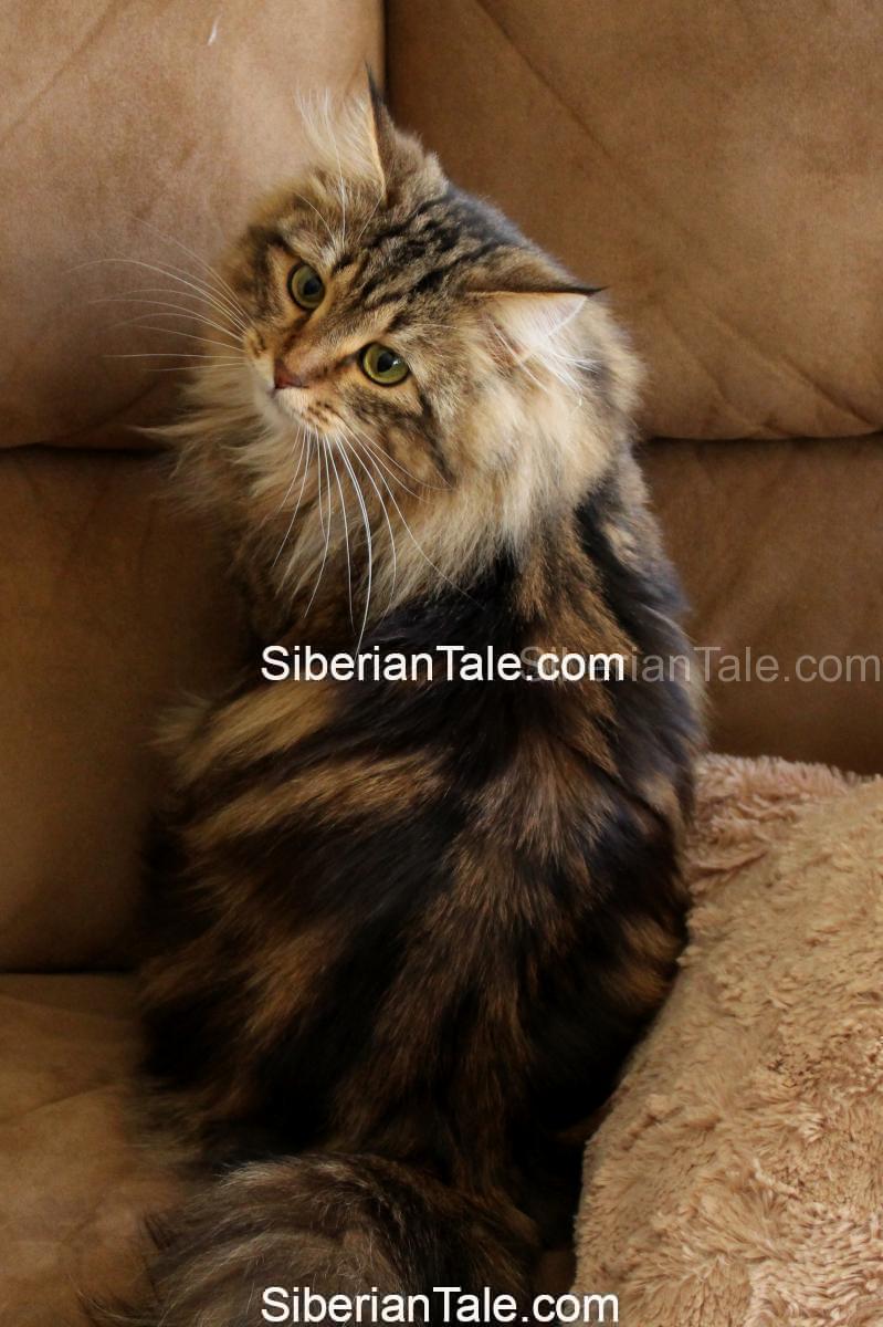 Retired Cats Siberian Tale