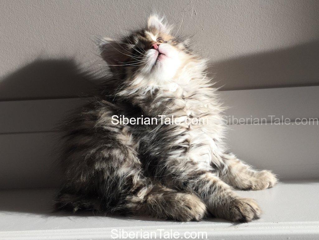 3 steps to find a Siberian cat breeder