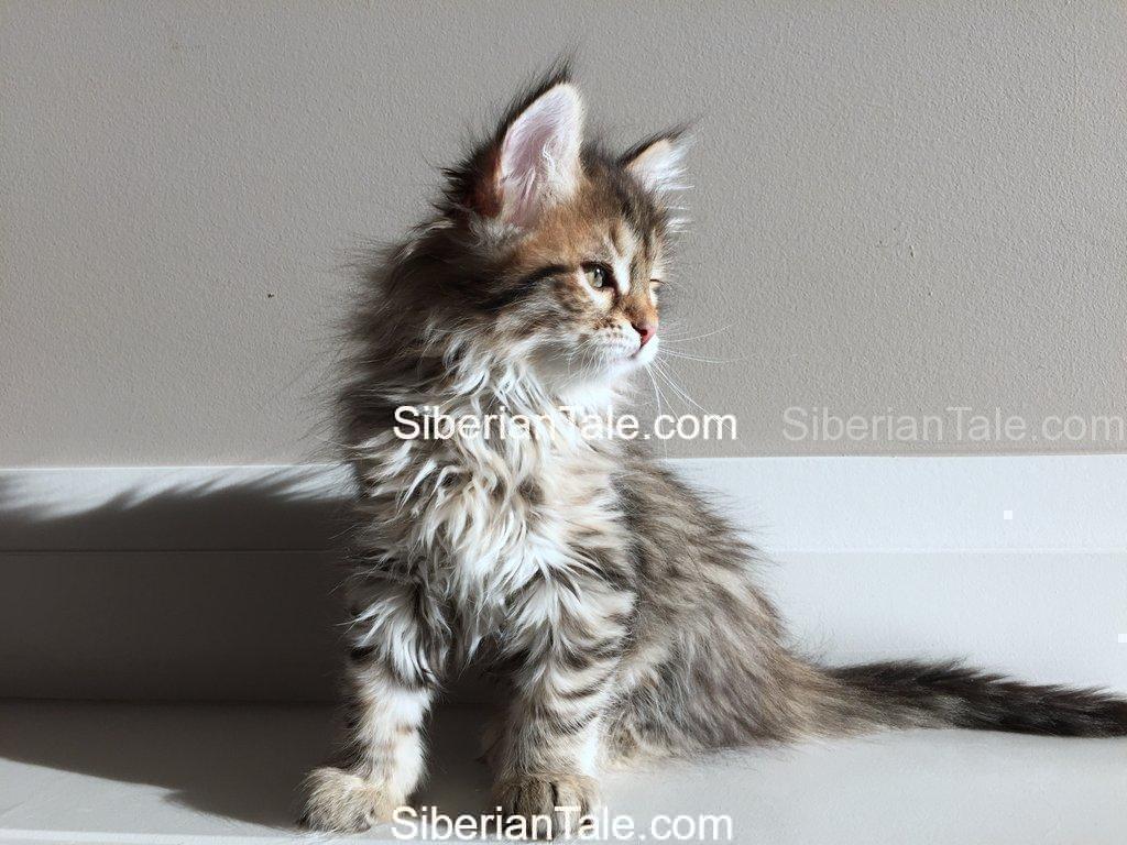 How to prepare for a kitten